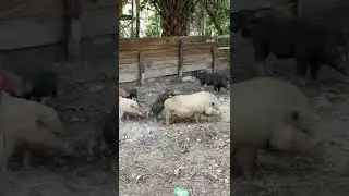 Babi