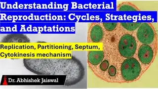 Bacterial Reproduction and Partitioning Strategy