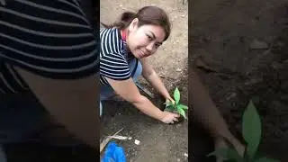 TREE PLANTING ( Environmental Science)