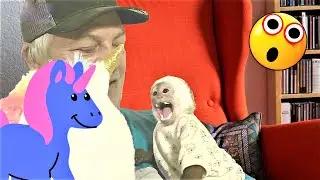 Try Not to Laugh!  HILARIOUS REACTION!!   When Baby Monkey Sees A Unicorns Face | Cinnamon Monkey