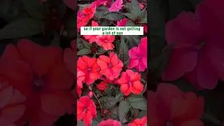 Add A Burst Of Color To Your Shade Garden: Here&rsquo;s How! #shadegarden #gardenshorts #gardentips