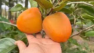 Asian Persimmons, Citrus, Jujubes, Asian Pears, Apples, Pomegranates, Seedless Che Fall 2024