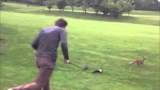 Fox Steals Golf Club Cover