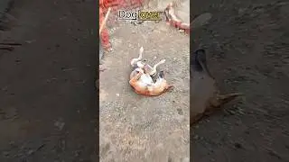 Dog's Lover's 💖 😭 #emotional #animals #animallovers #viral #short #trendingshorts#share   #dogslover