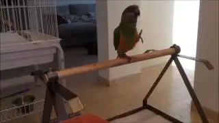 amazing senegal parrot