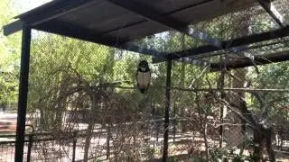 Spectacled owl call
