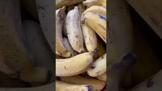 Easy Dehydrated Bananas Recipe #shorts #dehydratingfood #bananas #bananachipsrecipe #bananachips
