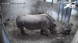 Black Rhino Calf First Sparring at Potter Park Zoo