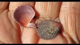 Talochlamys multistriata  Greece  by  Theo