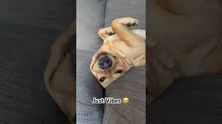 Cute Dog Vibes 😂 #dog #funny #shorts