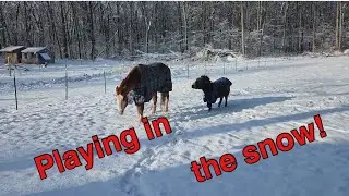 Will the horses make snow angels? #subscribe