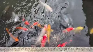Shuzenji, Izu, Japan (静岡県伊豆市修善寺) - Asaba Ryokan (あさば) Koi pond and Noh stage (能舞台) 2025 Mar. 25