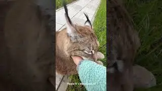 Lynx Marsel is Taking a Rest with Purring #рысь