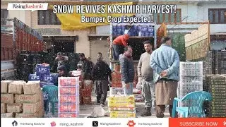 Recent snowfall has revived hopes in Kashmir’s horticulture: Farmers expecting a bumper harvest