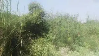 Makhad road kani  jangl.
