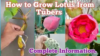How to Grow Lotus from Tuber: A Step-by-Step Guide