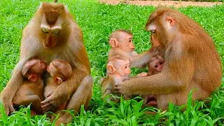 So Sweet Luna Feeding & Hugs 2 Baby Monkeys In Her Arm, Watch Adorable Moment Between Luna & Baby