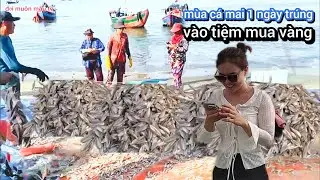 Xuồng anh hai trúng 5 tạ cá mai được 20 triệu đồng bãi trước vũng tàu || đời muôn màu tv 