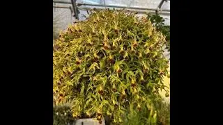 Epidendrum porpax 90 anni fa nasceva un grande geniale  poeta varesino Speri della chiesa