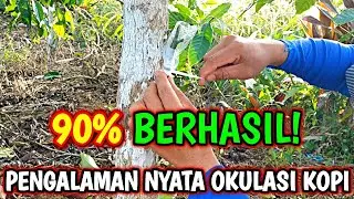 Bukan Teori! Pengalaman Okulasi Kopi dengan Keberhasilan 90%