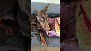 #dogs #суперсобака #собака #доберманы #животные #dog#doglife #dogshorts #dogvideos
