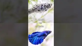 Molly vs Betta #shorts