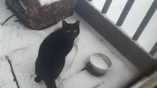 The Black Cat looking at me and eating the cat food 