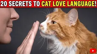 What Your Cat Actually Wants From You (20 Surprising Signs)