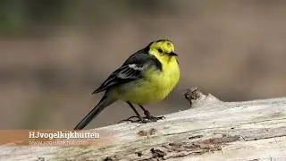 Citrine Wagtail (Citroenkwikstaart) HJvogelkijkhutten