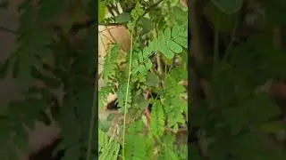 The roots of this tree are used in many ways in Tantra #tantra_mantra #roots