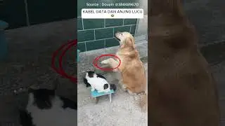 Seekor anjing lucu dengan majikan kabel data rusak #ngakak #tawa #lucu #hewanlucu  #shorts #viral