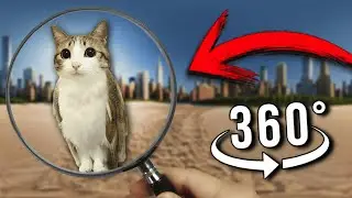 FIND Meowl | Finding Challenge 360&ordm; VR Video