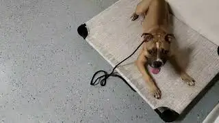 Socializing a Dog Aggressive Shelter Dog (2018)