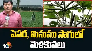 పెసర, మినుము సాగులో మెళకువలు | Green Gram & Black Gram Cultivation | Matti Manishi | 10TV