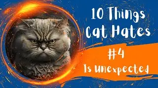 Top 10 Things Cats Hate (#4 Is Unexpected)