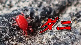 カベアナタカラダニ？　Balaustium murorum？　（Mite,Mites）
