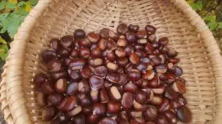 Chesnuts Picking
