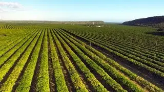 Puerto Rico's #1 Crop Isn't Sugar, But It's Still Sweet