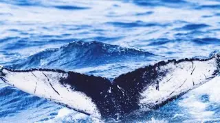 Whale watching | Long Island | New York