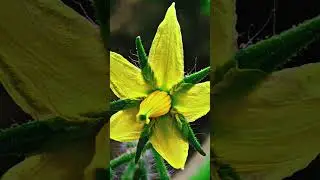 #tomato#flowers#nature#creative#videography#trending#viral#shorts#video