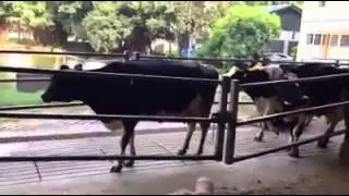 Cow Mobility scoring. How many lame cows do you see?