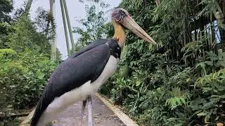 Bird Paradise: Lesser Adjutant (Kuok Group Wings of Asia)
