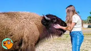 Bison Races To His Human Mom Whenever He Sees Her | Cuddle Buddies