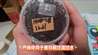 又入一组DHH长戟大兜虫，希望有好结果吧