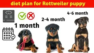 Diet plan of Rottweiler from 0 to 6 months : in Hindi : Rottweiler diet plan in hindi