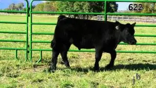 622 Steer Treasure State Sale 2013