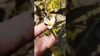 Триллиум крошечный 22.04.25 - Trillium pusillum #plants