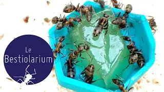 Formica rufibarbis - fourmi française pour debutant