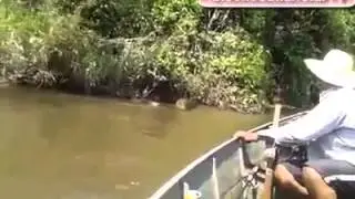 Catch  python played  then disturbed by humans -amazon forest mistery  amazing video