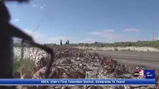 'Mormon Crickets' spotted near Vernal Utah